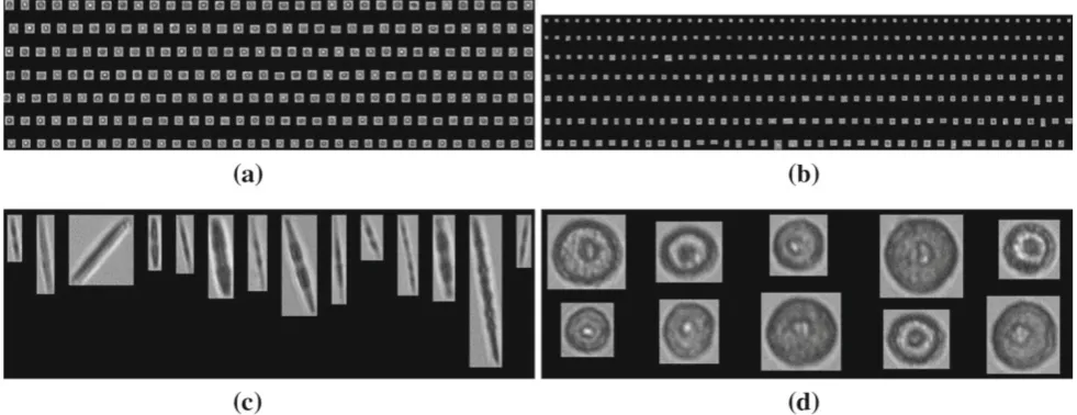Fig. 3 Some examples of microalgae acquired by FlowCAM that wereexcluded due to acquisition problems or the presence of microalgaecolonies