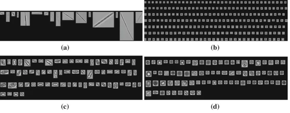 Fig. 5 Examples of the four classes of microalgae acquired by Flow-CAM on the second dataset
