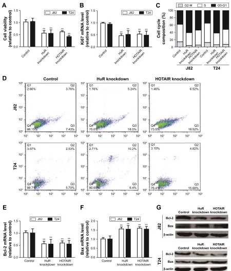 Figure 2 Knockdown of hOTair and hur inhibits Tcc cell proliferation and promotes apoptosis.Notes: (A) The cell viability of J82 and T24 cells with or without hur shrna or hOTair shrna stable expression was evaluated by MTT assays