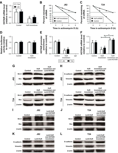 Figure 4 hur could bind to hOTair and thus stabilizes hOTair mrna stability in Tcc cells.Notes: (A) The hOTair expression level was detected in J82 and T24 cells with or without hur knockdown by qrT-Pcr