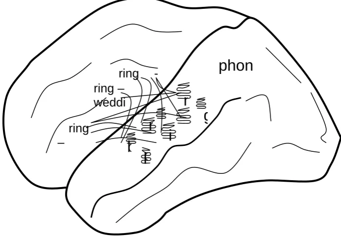 Fig.  1.  Listing to a word activates phonological representation and primes extened subnetworks that encode semantic representaiton binding perceptual and motor areas