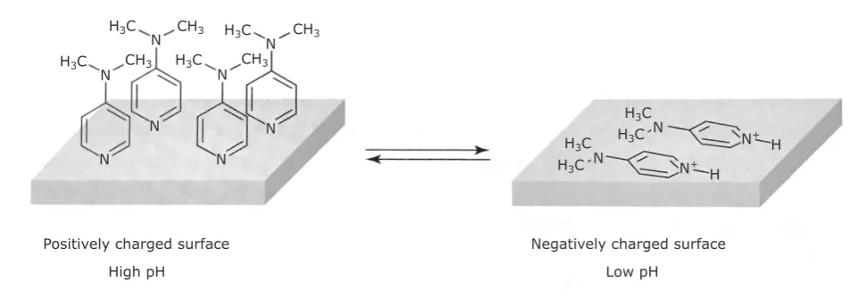 Fig. 1. Adsorption orientation and speciation of DMAP adsorbed on polycrystalline gold as a function of pH and the electrical state of the gold surface