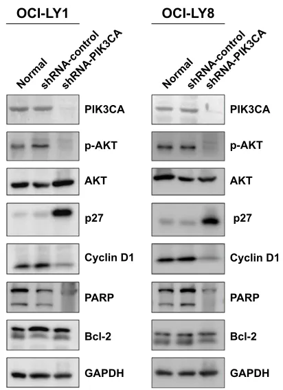 Figure 4 expression variation of cell cycle- and apoptosis-relevant proteins was detected before and after stable knockdown of PiK3ca in Oci-lY1 and Oci-lY8 cells.Notes: gaPDh was used as an internal loading control; all the blots were probed and re-probed