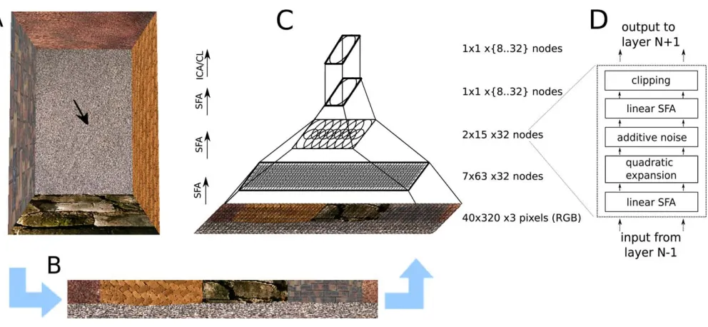 Figure 2. Model ArchitectureAt a given position and orientation of the virtual rat (arrow) in the naturally textured virtual-reality environment (A), input views are generated (B), andprocessed in a hierarchical network (C)