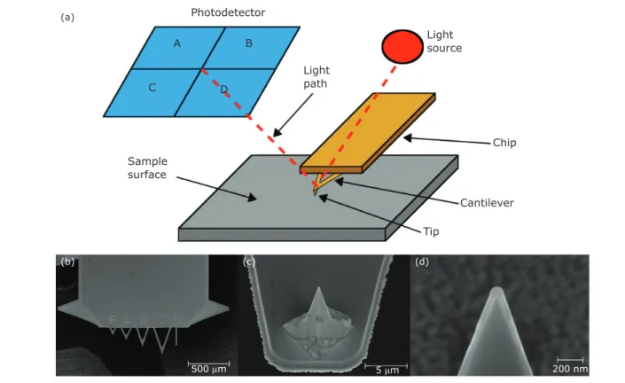 Fig. 1. (a) Schematic diagram describing the operating principle of an AFM. The laser is reflected off the  backside of the cantilever (often coated with reflective gold) towards the photodetector