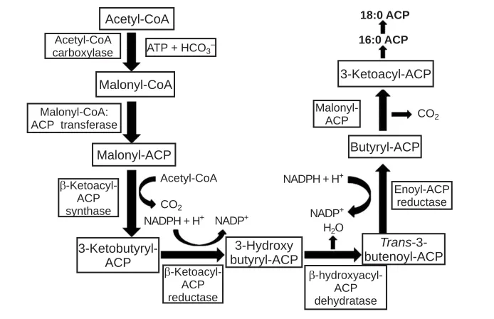 Fig. 2. Fatty acid biosynthesis pathways (Reproduced by 