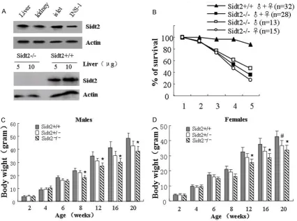 Figure 1. Sidt2mice. Results are expressed as mean ± SD (n = 15-20). Compared with sidt2sues and INS-1 cell line (on the top), and in the liver from Sidt2-/- mice characterized with weight loss and postnatal survival rate