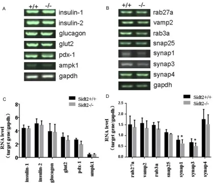 Figure 6. Changes in the expression of 13 genes involved in glucose-stimulated insulin exocytosis and glucose measurement