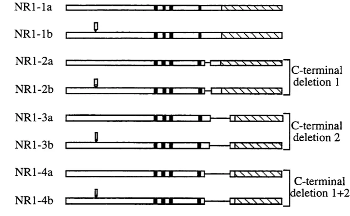 Figure 1.1 Schematic outline of the structure of the eight splice variants of the NRl subunit.