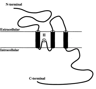Figure 1.2 Schematic representation of the transmembrane topology model of glutamate receptors 