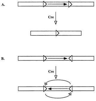 Figure 1.4. Cre mediated deletion and inversion of loxP flanked DNA.