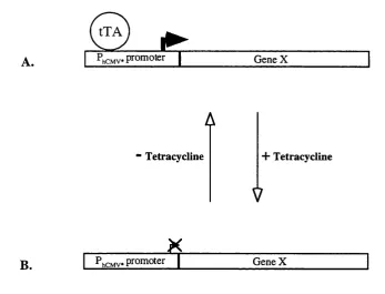 Figure 1.5. Schematic representation of the tetracycline-regulated promoter system. The expression of 