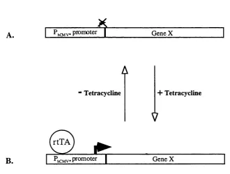Figure 1.6. Schematic representation of the rtTA version of the tetracycline-regulated promoter 