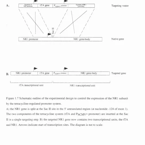 Figure 1.7 Schematic outline of the experimental design to control the expression of the NRl subunit 