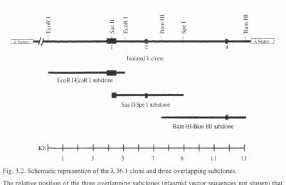 Fig. 3.2. Schematic represention of the À, 36.1 clone and three overlapping subclones.