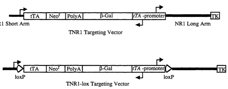 Figure 3.4. Schematic diagram of the TNRl and TNRl-lox targeting vectors outlining their 