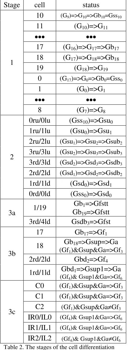 Table 2. The stages of the cell differentiation process. Stage #1 – the loop-like inhomogeneous cell structure creation