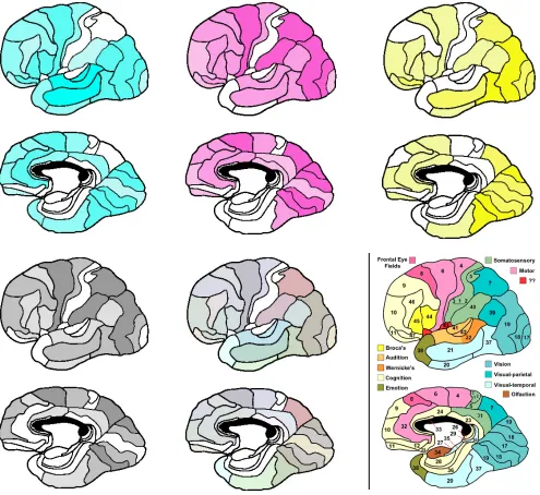 Figure 2: Color-coded activations of left cortex.  The figure illustrates the activations of Brodmann areas 