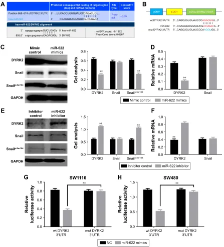 Figure 3 mir-622 targeting regulated DYrK2 in crc cells. (A) DYrK2 was a target gene of mir-622 predicted by miranda and targetscan