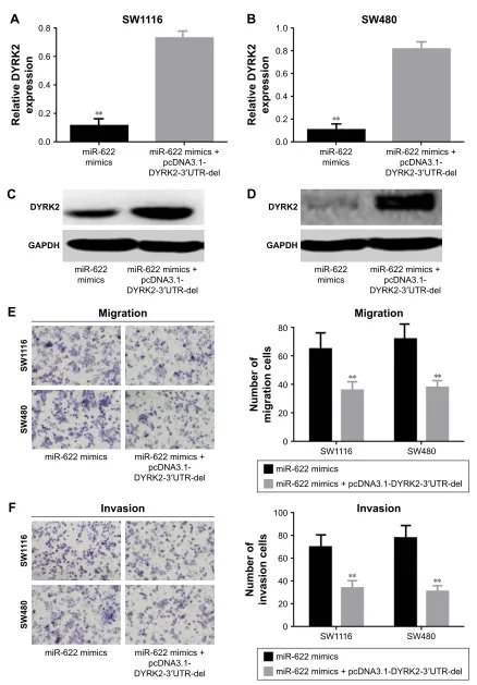 Figure 4 DYrK2 suppressed the activity of mir-622 on migration and invasion of crc cells
