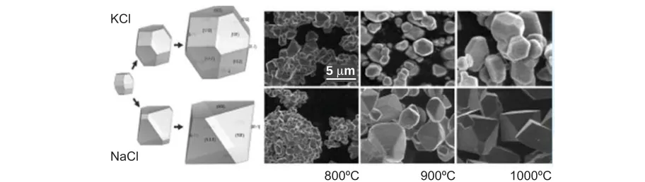 Fig. 1. Morphology of NCM materials synthesised with ﬂ ux ﬁ red with alkali chlorides at various temperatures (Reprinted with permission from (1)