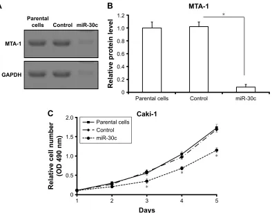 Figure 3 mir-30c represses MTa-1 to inhibit the proliferation of caki-1 cells.Notes: (A) Western blot was used to examine the effect of miR-30c on MTA-1 expression