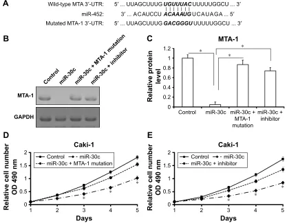Figure 6 microrna (mir)-30c inhibits the in vivo growth of caki-1 cells in nude mice model.Notes: caki-1 cells, which were infected with mir-20c or control, were injected into BalB/c nude mice