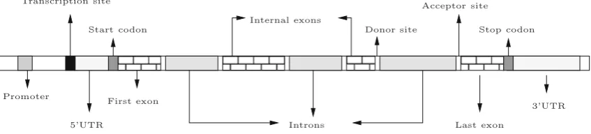 Fig. 1 Simpliﬁed structure of a multi-exon gene