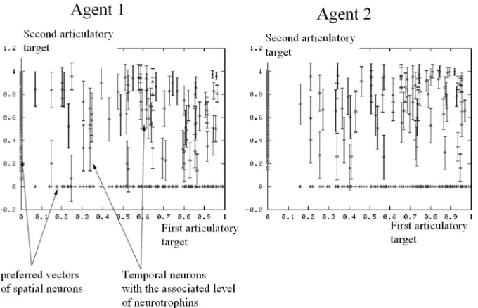 Figure 7.Example of a biased initial temporal neural map. The initial level of neurotrophins associated withtemporal neurons, represented by the length of the segments, is shown here