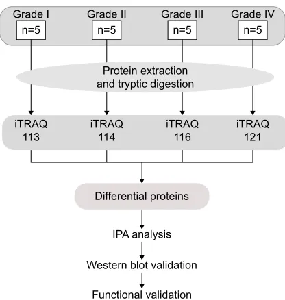 Figure 1 Work flow of differential proteome analysis of low- to high-grade astrocytomas.Abbreviations: iPa, ingenuity pathway analysis; iTraQ, isobaric tags for relative and absolute quantitation.