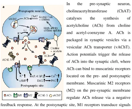 Figure 1.1: - The Cholinergic Synapse 