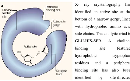 Figure 1.2: - Structural Features of the enzyme AChE.                                                              