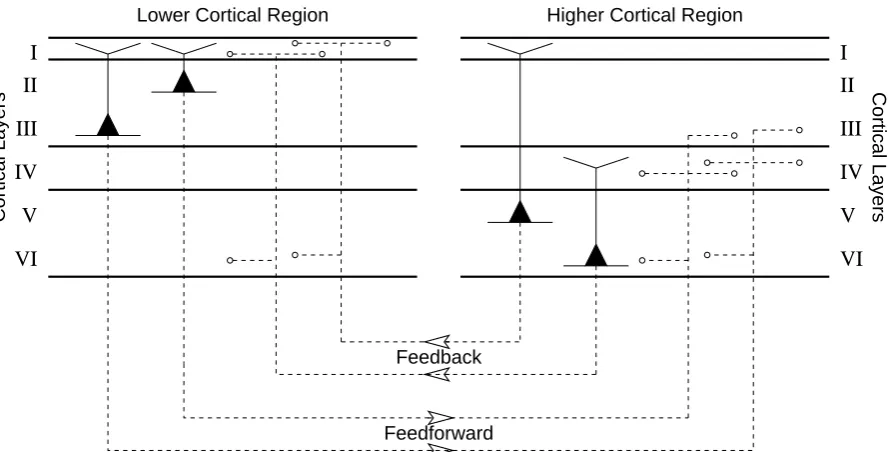 Figure 1: Cortical layers and regions. A schematic showing pyramidal cells within the six layers of thecortical sheet