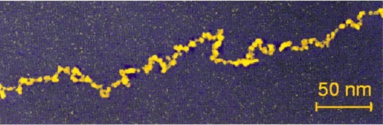 Fig. 6 A necklace of platinum clusters grown selectively on a DNA molecule (coloured TEM image taken on a Philips CM200 at 200 kev)