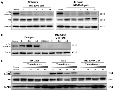 Figure 4 Effect of Akt inhibitor MK-2206 on Akt phosphorylation (p-Akt) in gastric cancer cells.Notes: (A) Dose-dependent response