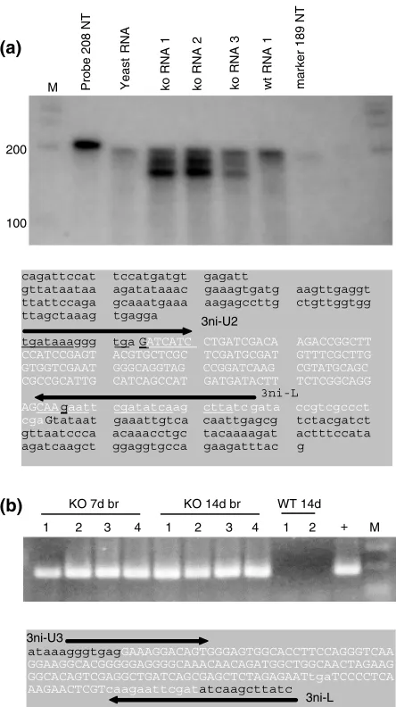 Figure 10: RNase protection, RT-PCR and sequence offmr1-tm1Cgrnucleotidessplice sequence across the PGKneo insert sequence whichallows production of a full length FMRP