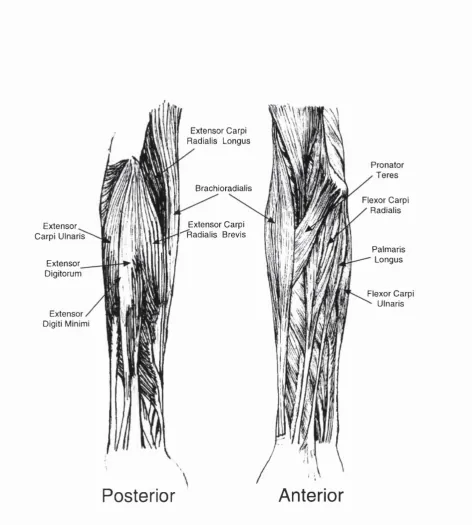 Figure 3.8: The superficial muscles in the lower right arm which control wrist motion