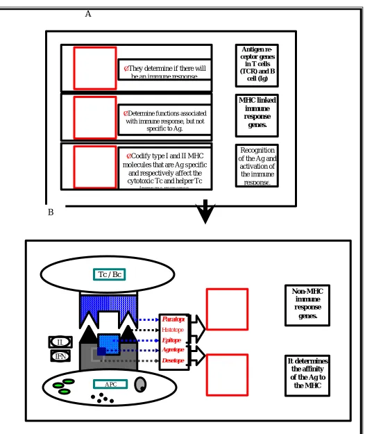 Figure 1 – Panel about genetic control: in A, genetic groups and their respective functions; in B, parts of the receptor site in-volved in antigen presentation and their respective regulation genes