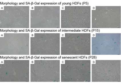 Figure 2. Analysis of cellular proliferation, senes-cence and apoptosis. OD value (A), senescent ra-tio (B) and apoptotic ratio (C) of HDFs at different senescent levels under different treatments
