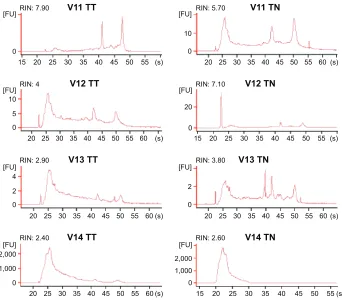 Figure S2 Electropherograms of the tested samples (11–14).Notes: Y-axis, fluorescence intensity in fluorescence units (FU); X-axis, migration time in seconds (s).Abbreviations: TT, tumoral tissue; Tn, normal tissue; rin, rna integrity number.