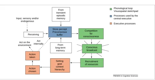 Fig. 3. The cognitive cycle, color coded for its relationship to working memory.