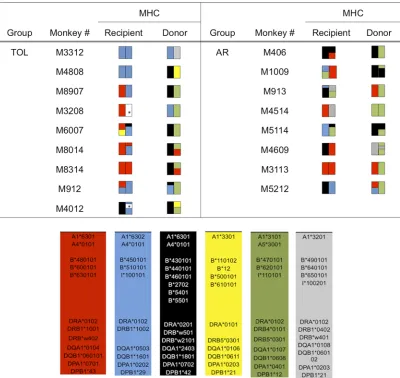 Figure 1. MHC genotypes of donor-recipient pairs. The MHC class I (A and B loci) and II (DP, DQ, and DR loci) genes expressed by each recipient monkey and its respective donor are shown and color coded to highlight allelic differences