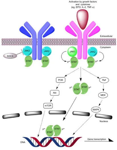Figure 1 JAK/STAT pathway and potential therapeutic targets.Abbreviations: DNA, deoxyribonucleic acid; EPO, erythropoietin; IL, interleukin; JAK, Janus kinase; PI3K, phosphoinositide 3-kinase; P*, phosphorylation; MAPK, mitogen-activated protein kinase; mTOR, mammalian target of rapamycin; SOCS, suppressor of cytokine signaling; STAT, signal transducer and activator of transcription; TNF, tumor necrosis factor.