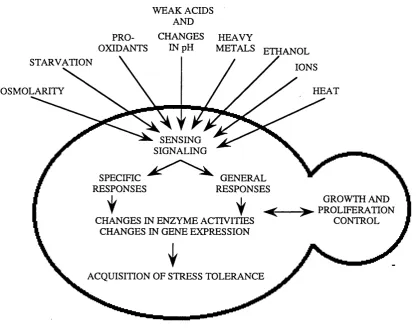 Fig. 1.1 Different stress conditions are sensed by the yeast cell and trigger both specific enzyme activities and gene expression and lead to the acquisition of stress tolerance and general molecular responses