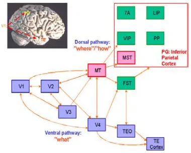 Figure 1. Bottom-up and top-down visual information fusion. 