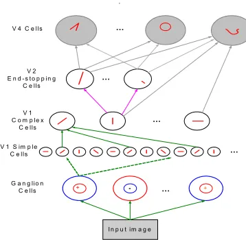 Figure 3. A hierarchical network architecture inspired by the visual ventral pathway. This paper focuses on models up to but not including V4