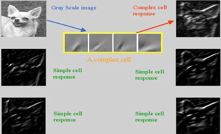 Figure 4. Give an example for the learned complex cell and its response in V1 layer. Every subspace of four basis vectors corresponds to one complex cell