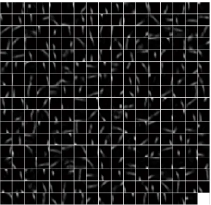 Figure 6. (a) Distribution of the receptive fields lengths in V2 layer, which are normalized by the width of the sampling window; (b) Distribution of the receptive field orientations (from 0° to 180°: label 0~3 in the horizontal axis) in V2 layer.