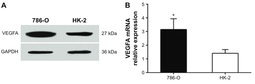 Figure 3 VegFa expressions in human rccc 786-O cells and renal tubular epithelial hK-2 cells.Notes: Western blot detecting protein expression (A) and rT-qPcr detecting mrna expression (B)