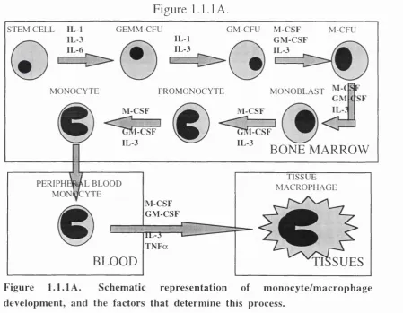 Figure 1.1.1 A.